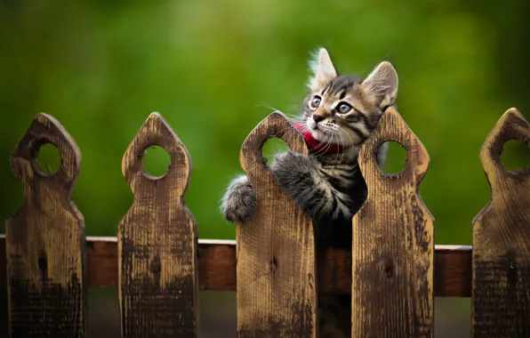 Picture pose, animal, the fence, cub, kitty, Yuriy Korotun