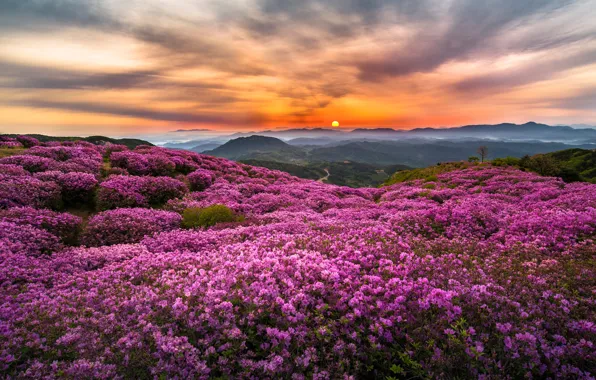 Picture the sun, flowers, mountains, fog, hills, morning, Korea
