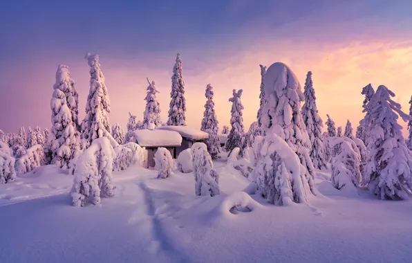 Winter, snow, trees, the snow, houses, Finland, Finland, Lapland