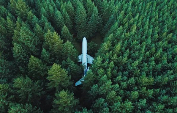Picture greens, trees, the plane, Forest