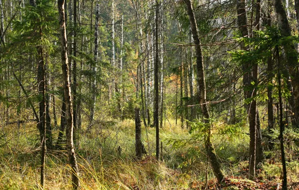 Picture autumn, forest, the sun, glade, thicket, Russia, Sunny, the sun's rays