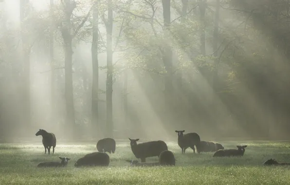 Forest, trees, fog, sheep, morning, pasture, the herd, flock