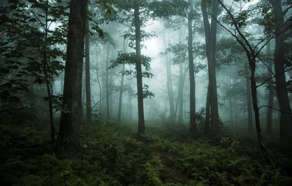 Picture forest, fog, morning