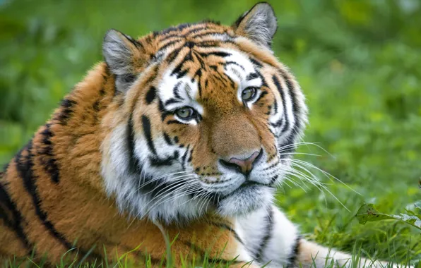 Look, face, tiger, portrait, lies