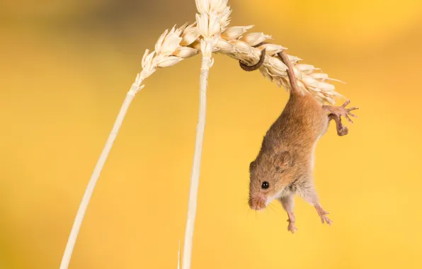 Picture background, mouse, spikelets, rodent, acrobatics, The mouse is tiny