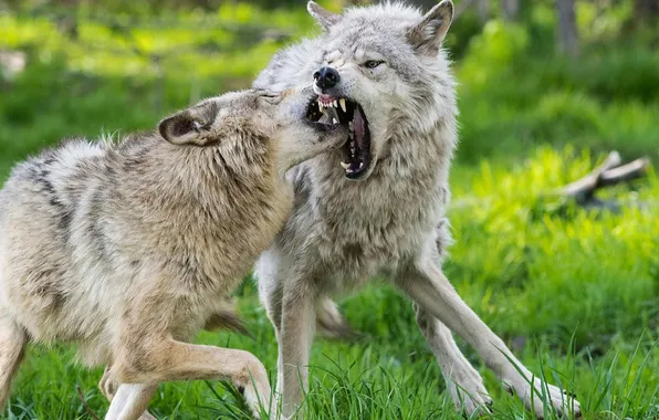 Picture nature, snow, predator, face, animal, wolf, wildlife, portrait