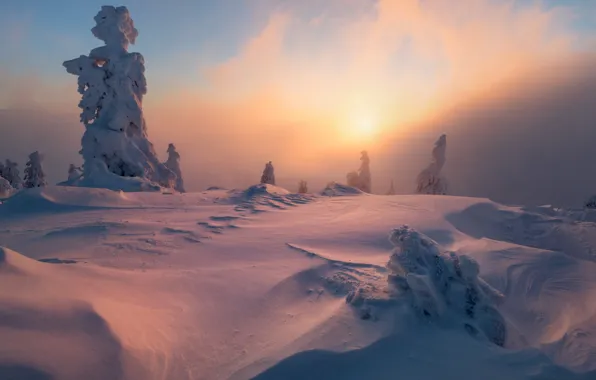 Picture winter, snow, trees, landscape, nature, fog, dawn, morning