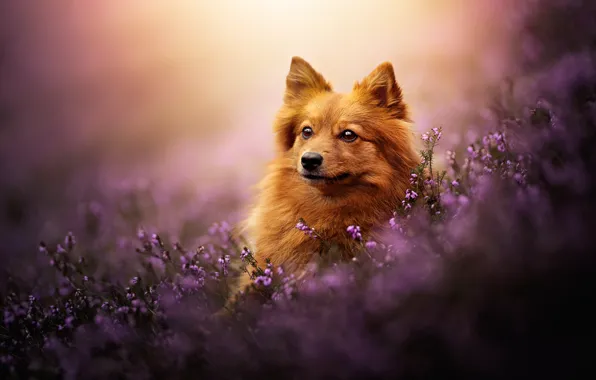 Picture dog, face, bokeh, Spitz, Heather
