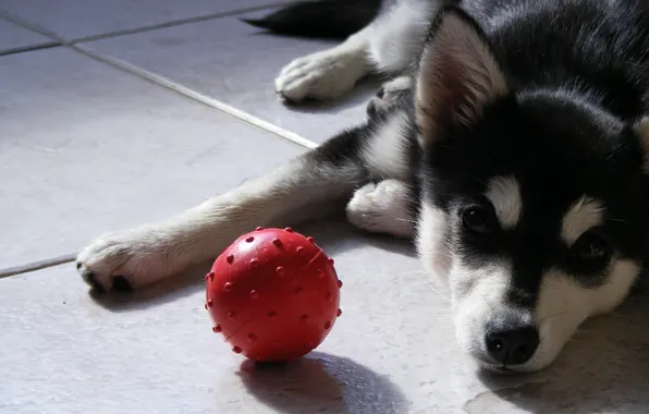 Look, the ball, dog, dog, puppy, the ball, husky