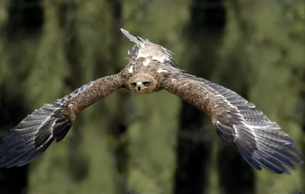 Picture bird, flight, Tawny Eagle