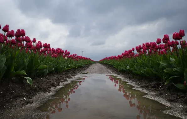 Field, the sky, water, clouds, flowers, clouds, reflection, spring