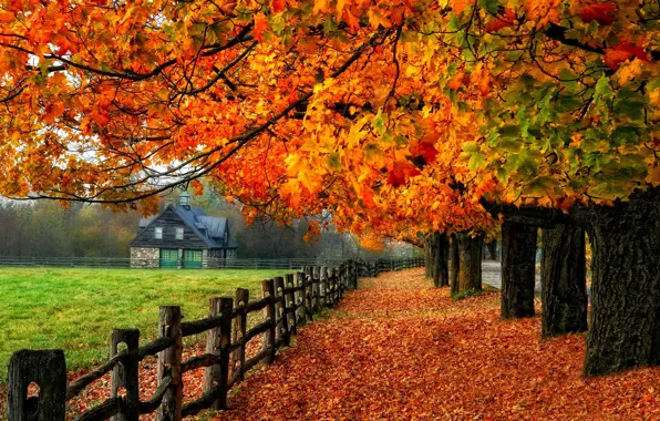 Road, autumn, leaves, trees, nature, house, colors, colorful