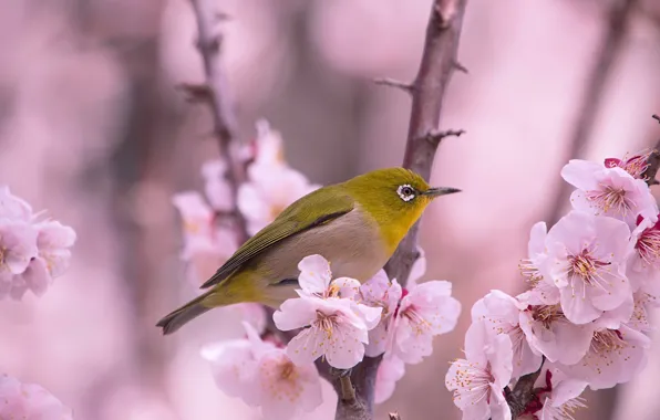 Flowers, branches, yellow, background, bird, beauty, blur, spring