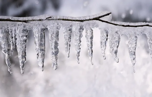 Picture ice, winter, branches