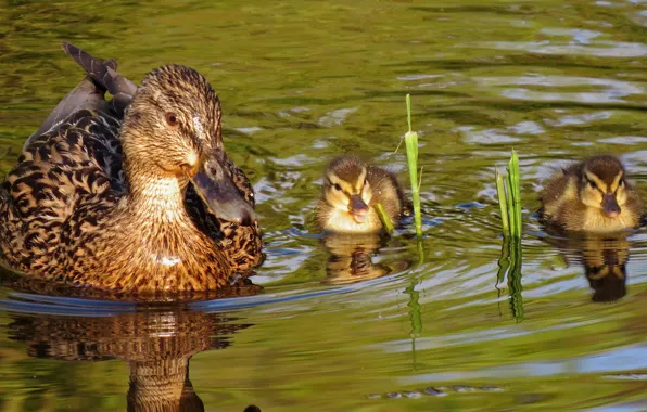 Water, ducklings, duck
