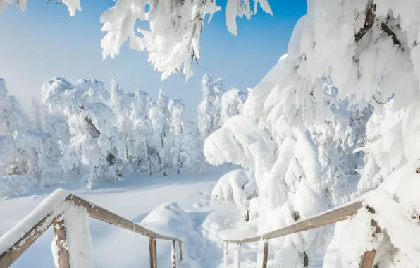 Winter, snow, trees, the snow, Russia, South Ural