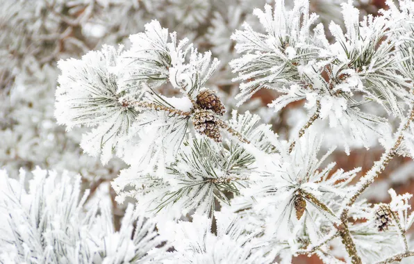 Winter, frost, snow, needles, branches, nature, tree, in the snow