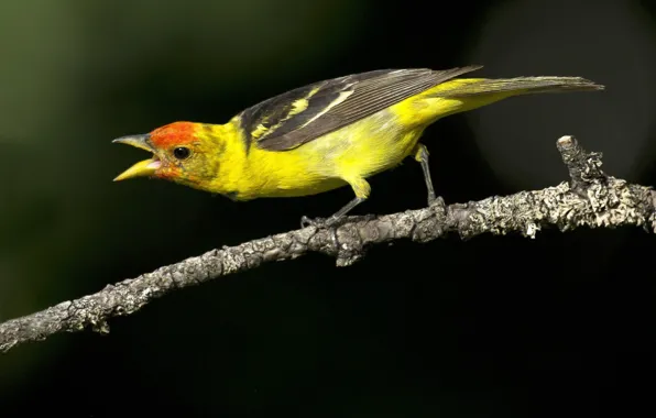 Colorful, animals, bird, birds, animal, branch