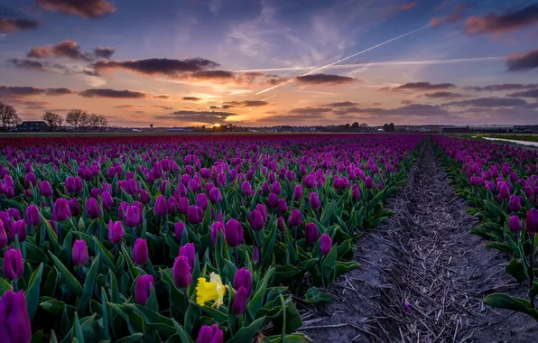 Field, the sky, clouds, landscape, sunset, flowers, purple, tulips