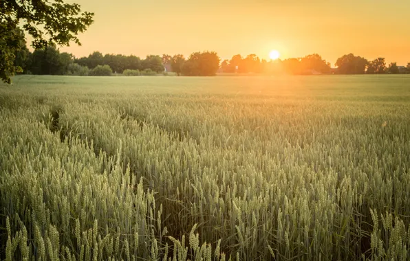 Field, nature, morning