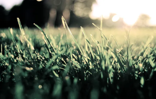 Grass, the sun, sunset