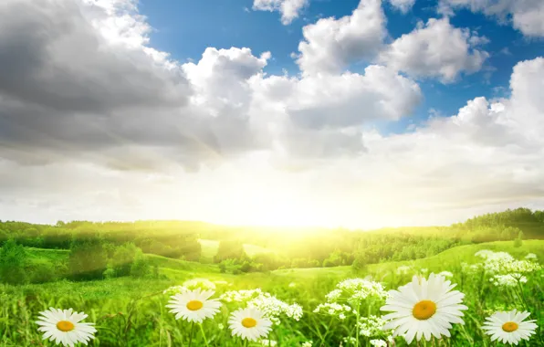 Picture field, the sky, grass, the sun, clouds, light, landscape, flowers