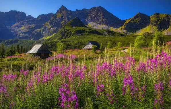 Field, summer, flowers, mountains, blue, the slopes, houses, Tatras
