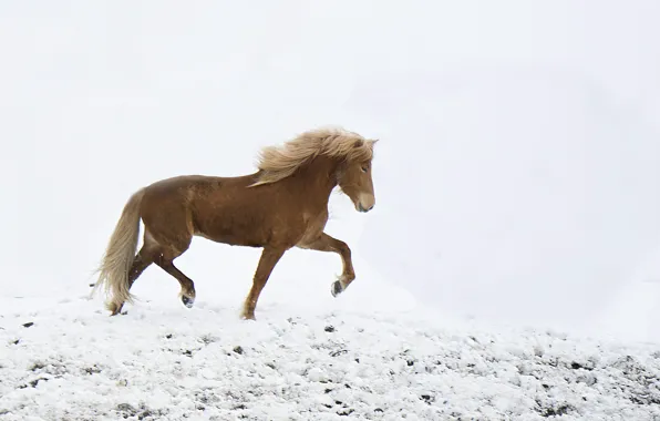 Picture freedom, winter, snow, horse, wind, freeze, wildlife, frost