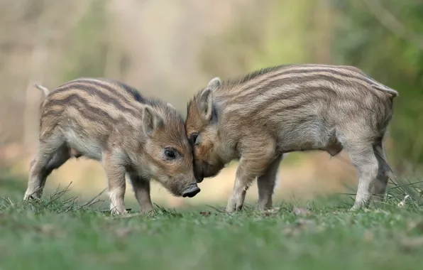 Nature, pair, boar, kids, a couple, two, cubs, pigs