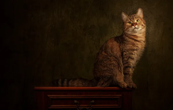 Cat, cat, look, pose, the dark background, face, sitting, striped