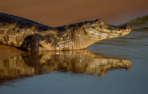 Reflection, shore, crocodile, pond