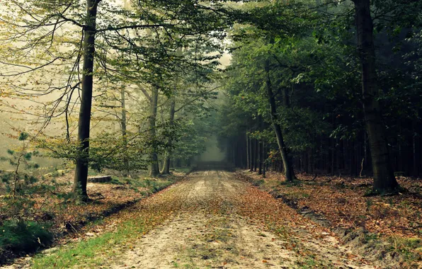 Road, autumn, forest, nature