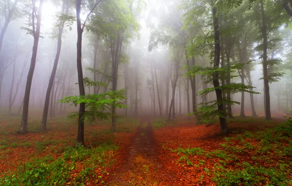 Picture forest, trees, fog, path