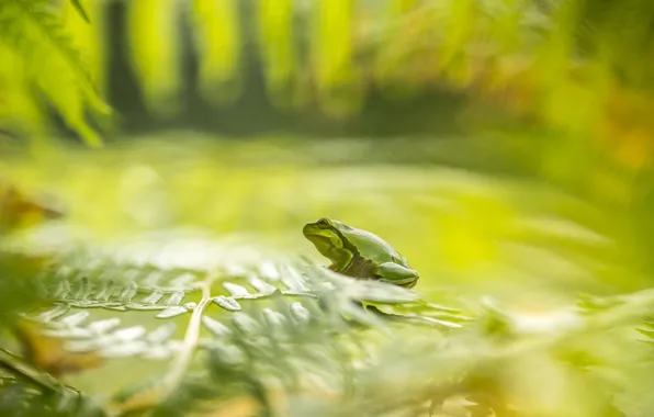 Sheet, frog, green