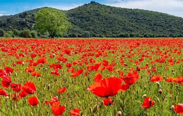 Summer, flowers, mountains, tree, hills, Maki, red, a lot
