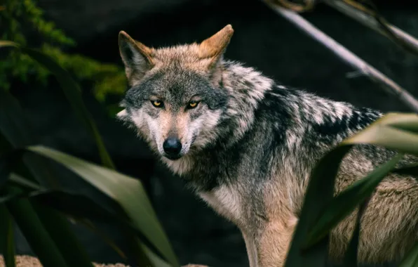 Nature, predator, animal, wolf, wildlife, portrait, portrait., Canis lupus. face