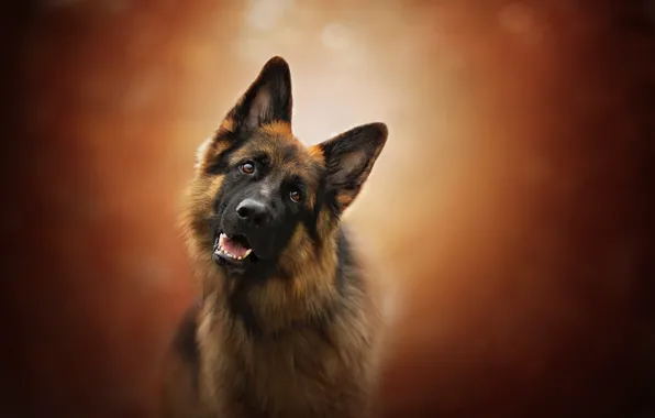 Look, face, background, dog, German shepherd