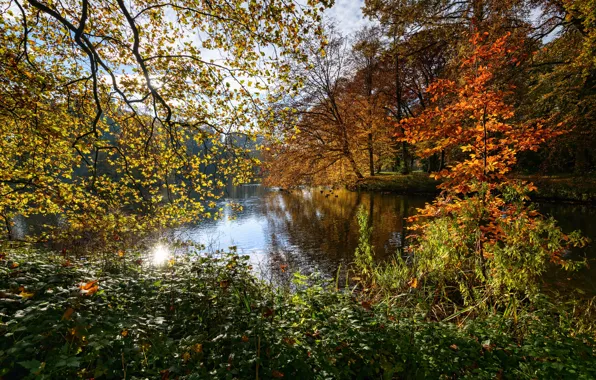 Autumn, leaves, trees, branches, pond, Park, Netherlands, the bushes