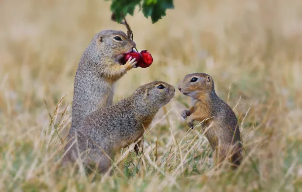 Field, cherry, pose, berries, glade, gopher, gophers, stand
