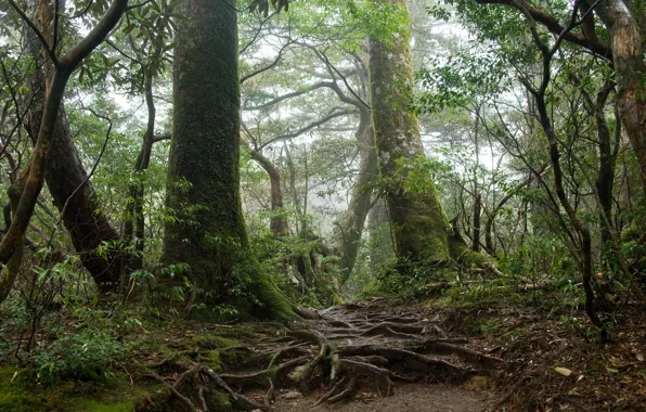 Forest, trees, nature, roots, moss, Japan, Japan, Yakushima