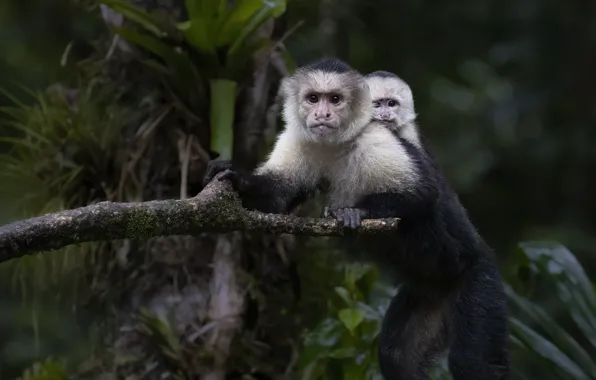 Nature, branch, monkey, monkeys, cub, mom
