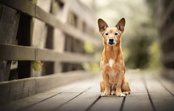 Picture bridge, each, dog