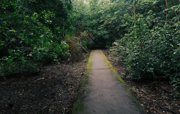 Forest, trees, moss, Russia, path, Artem