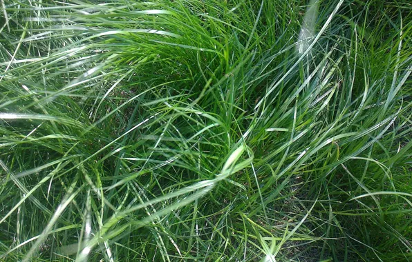 Picture greens, grass, the wind, Spring, may