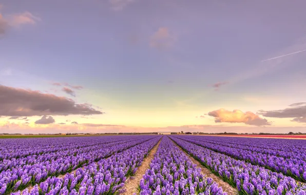 Field, the sky, clouds, flowers, perspective, beauty, the evening, horizon