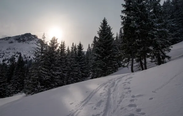 Picture Winter, The evening, Snow, Mountain, Forest, Traces, Winter, Frost