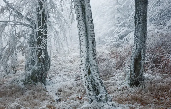Winter, forest, trees, frost