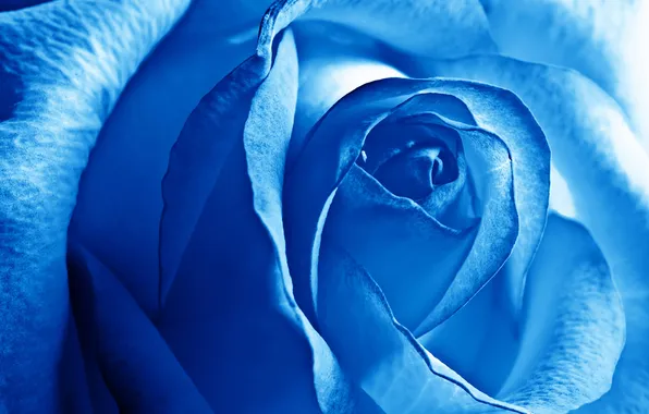 Rose, Bud, Petals, Blue Rose