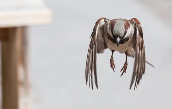 Picture bird, Sparrow, in flight