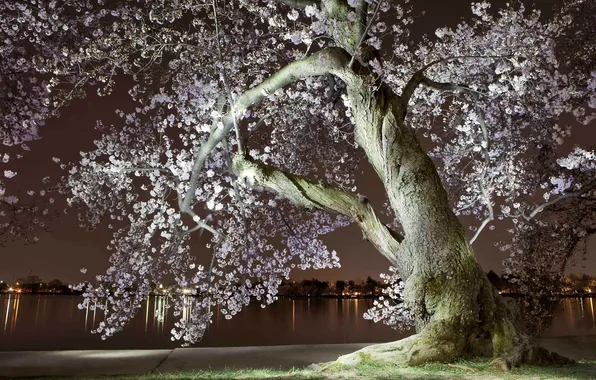 Night, the city, river, spring, the evening, Sakura, flowering